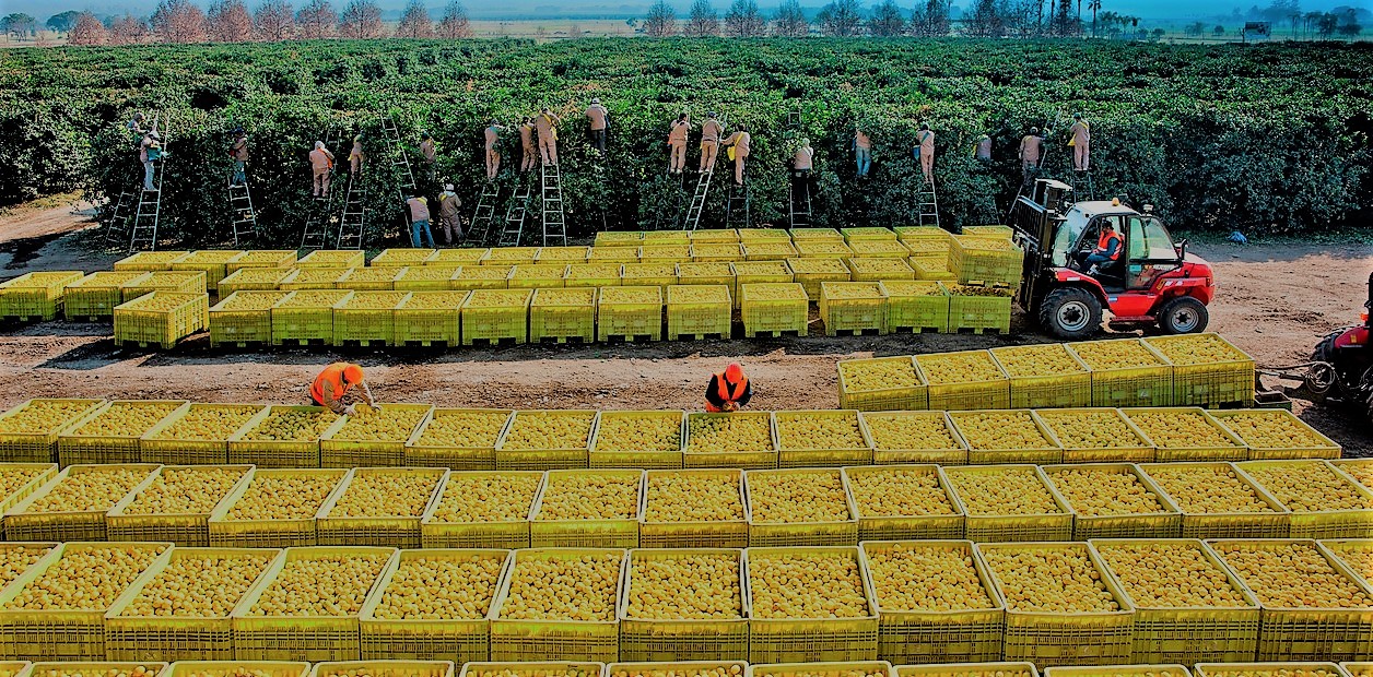 Argentina se consolida como el segundo exportador de limón del mundo - Ser  Industria