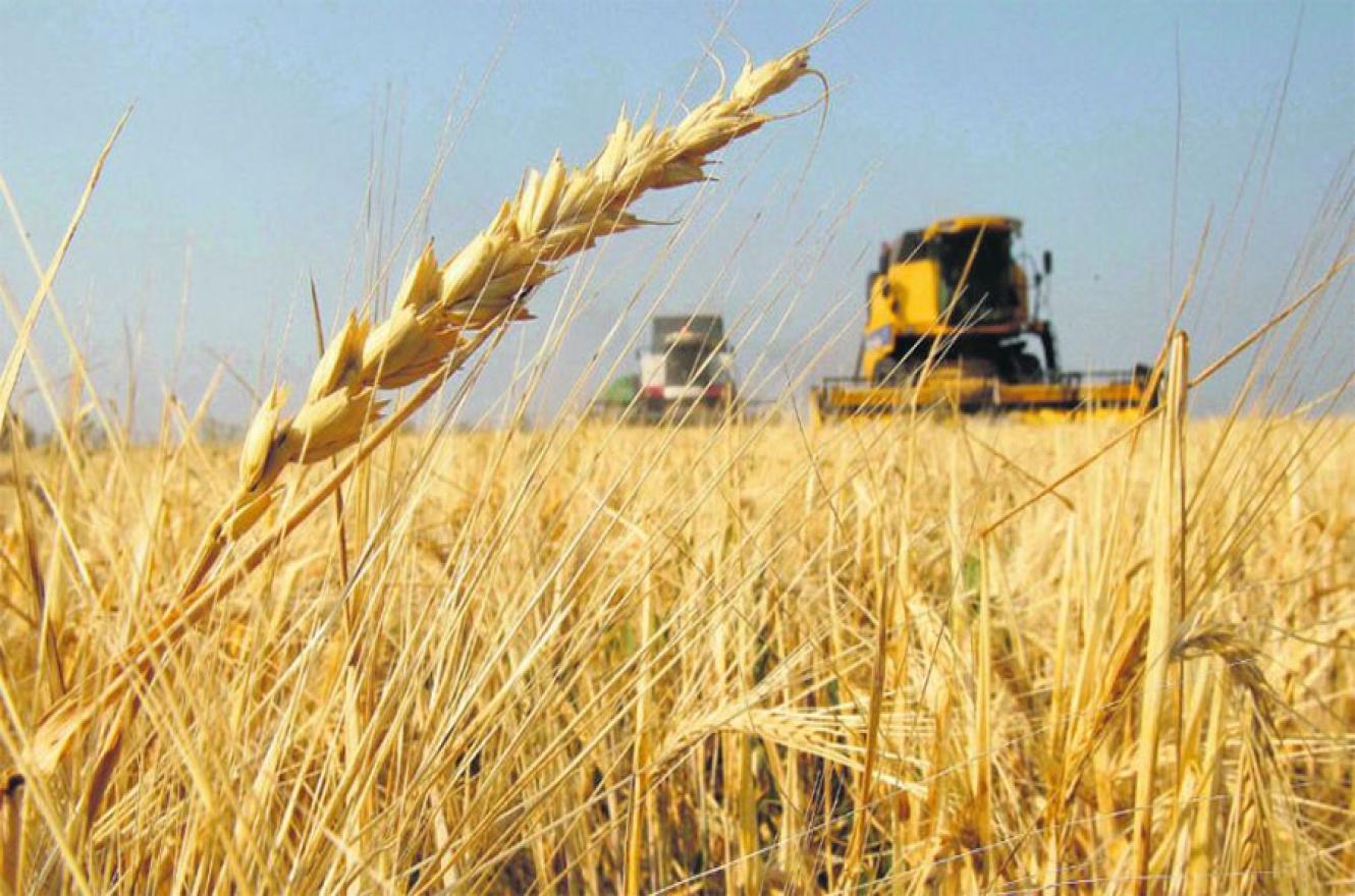 Fuerte caída en las exportaciones de trigo - Ser Industria