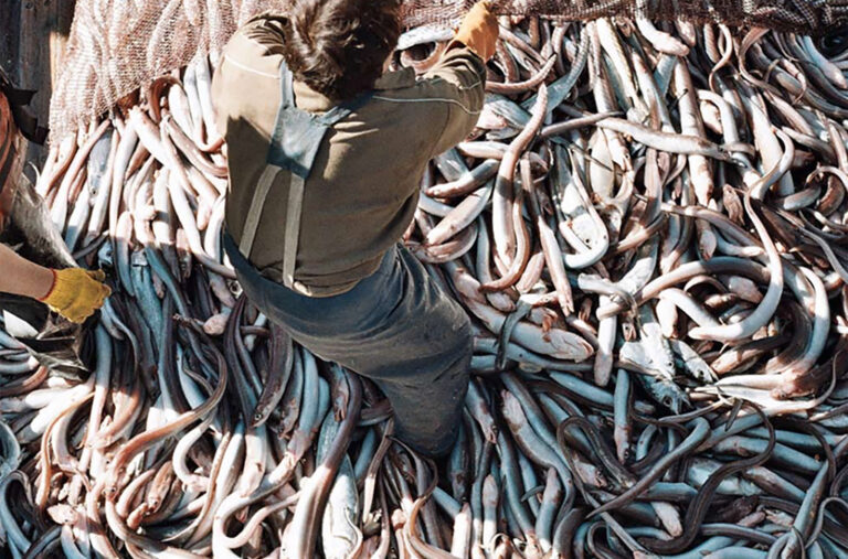 Las modificaciones a la Ley de Pesca ponen en riesgo miles de puestos de trabajo.